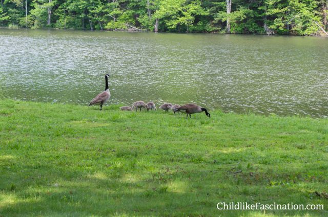 Geese are a bit of a nuisance but the lil babies are so cute!