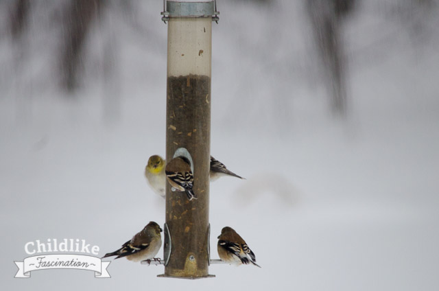 Goldfinch on Birdfeeder