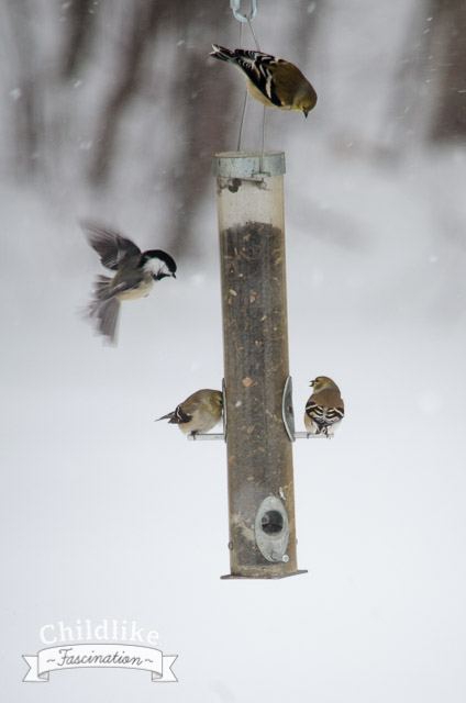Chickadee trying to get some foods