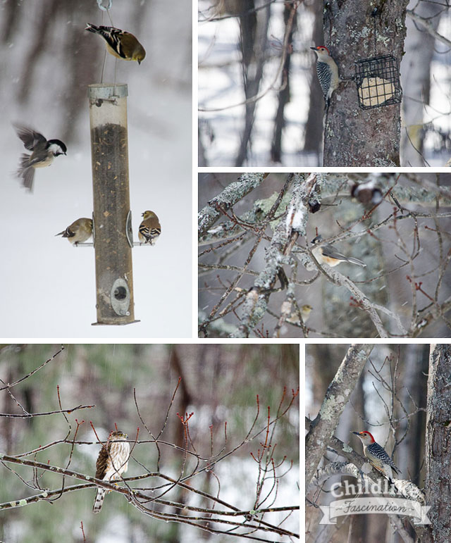 Birds in my Backyard