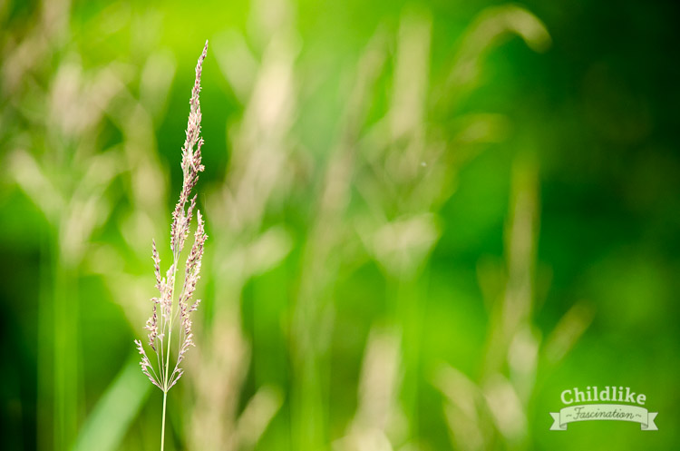 Wild grasses on the river bank